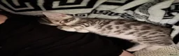 Bengal cats for sale: Bengal kittens  in Llanelli - Advert 14
