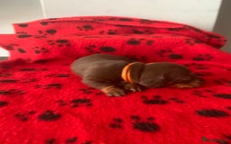 Miniature Dachshund dogs for sale: Miniature dachshund   in Blackpool - Image 7