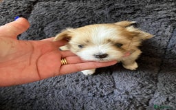 Mixed Breed dogs for sale: Pomeranian Puppies - £1,500 each - Image 9