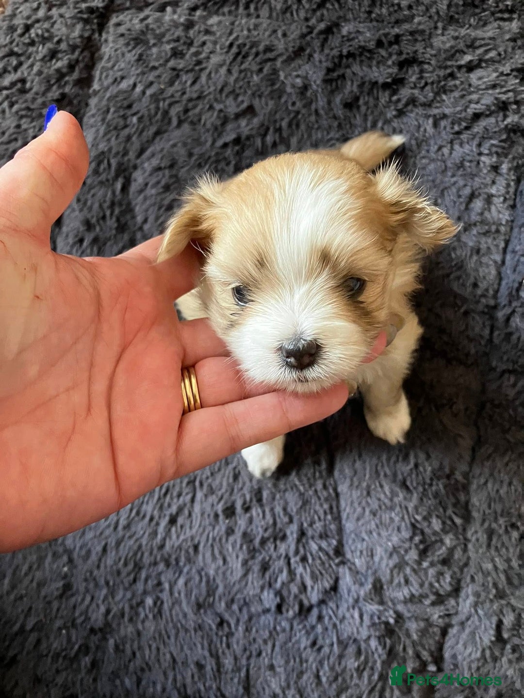 Mixed Breed dogs for sale: Pomeranian Puppies - £1,500 each - Image 9