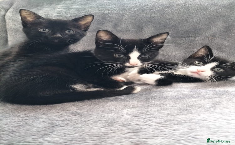 Mixed Breed cats - Advert 10