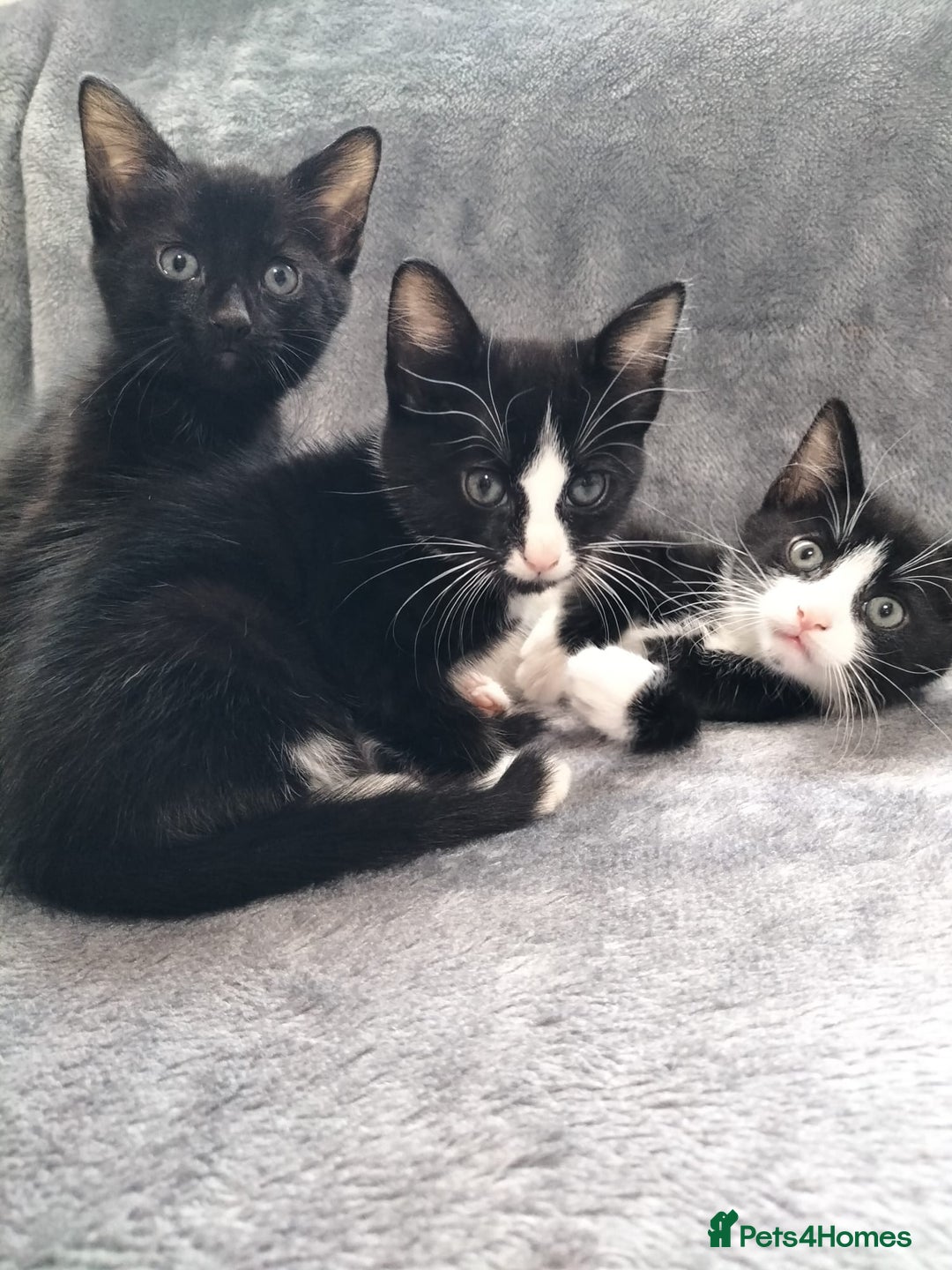 Mixed Breed cats for sale: 3 beautiful tux and black kittens for sale  - Image 1