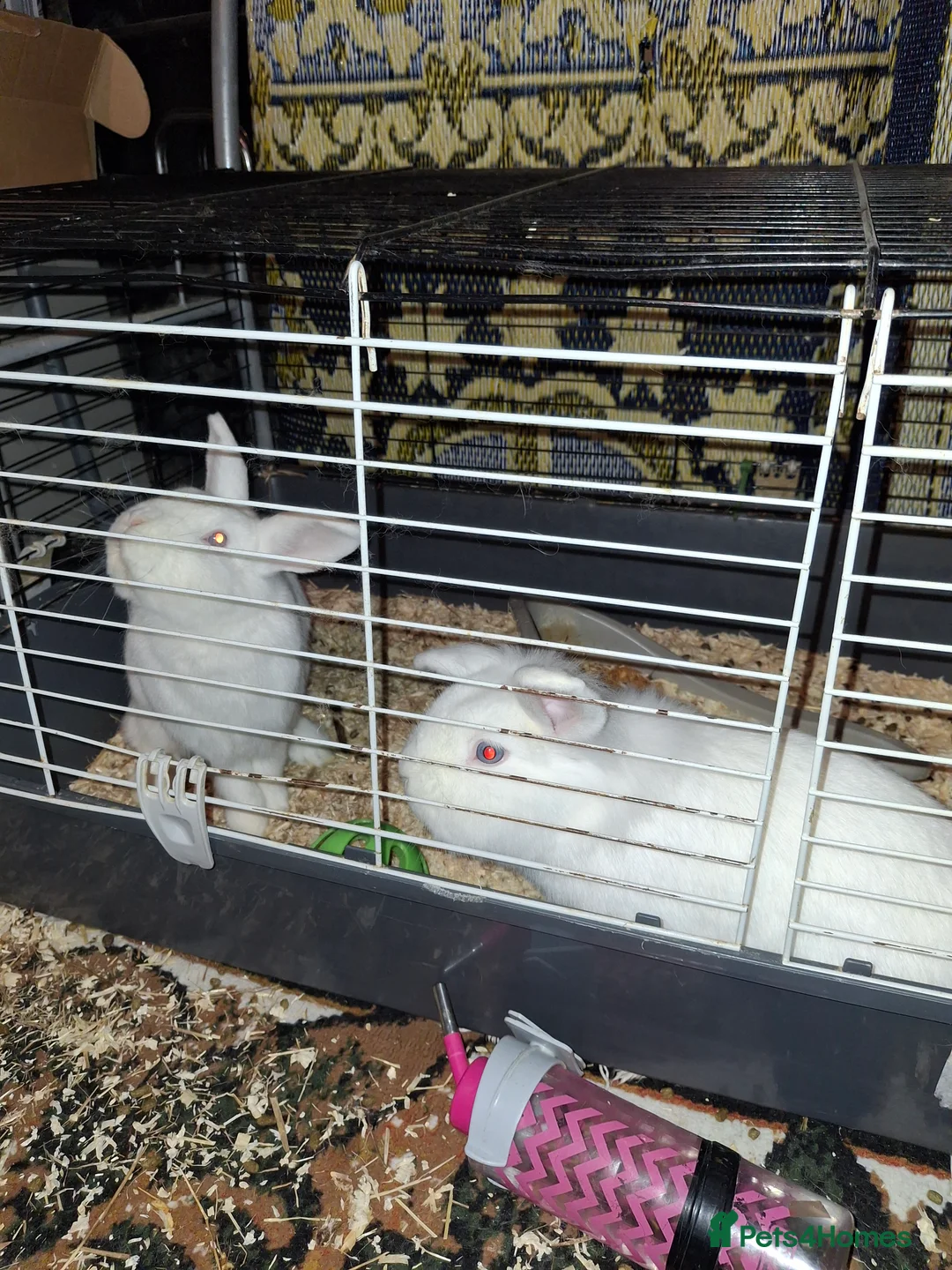 Mixed Breed rabbits for sale: Rabbits for sale - Advert 1