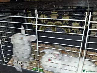 Mixed Breed rabbits Rabbits for sale - Advert 2