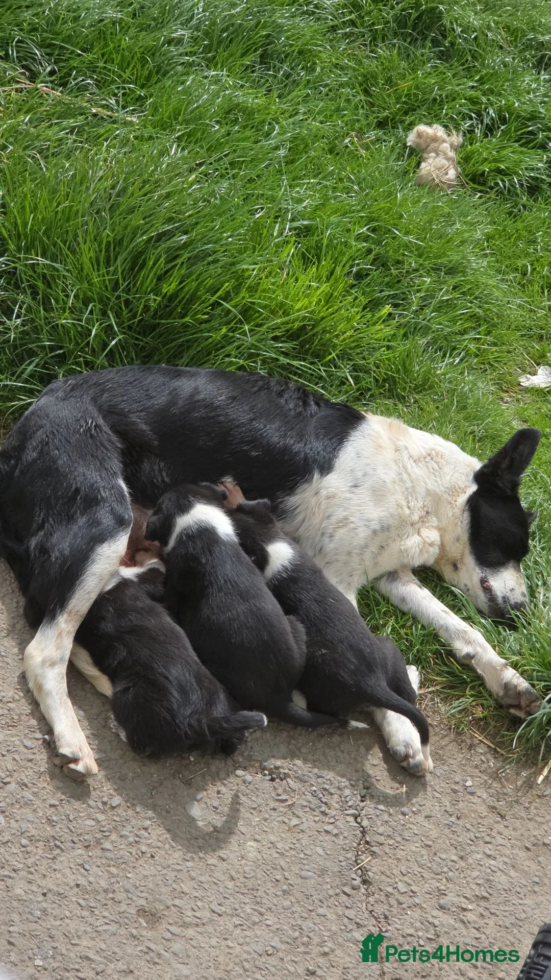 Border Collie dogs for sale: Collie Pups in Moffat - Advert 5