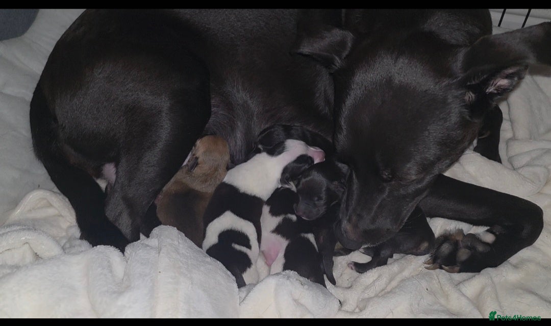 Mixed Breed dogs 5 collie x whippet puppies  - Advert 1