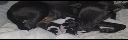 Mixed Breed dogs for sale: 5 collie x whippet puppies  - Advert 1