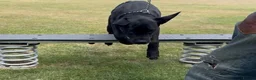 Cane Corso dogs for sale: Loving Cane Corso Boy - Advert 4