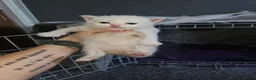 Mixed Breed cats for sale: Persian cross maincoon fluffy kittens  - Advert 27