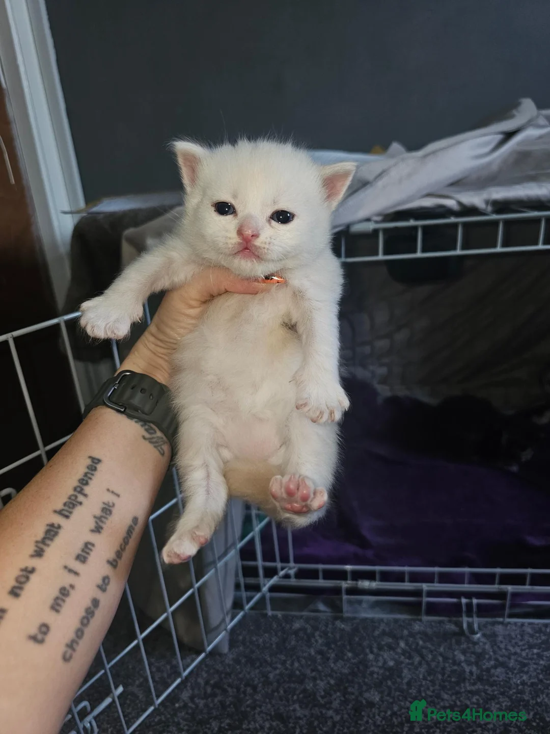 Mixed Breed cats for sale: Persian cross maincoon fluffy kittens  - Advert 27