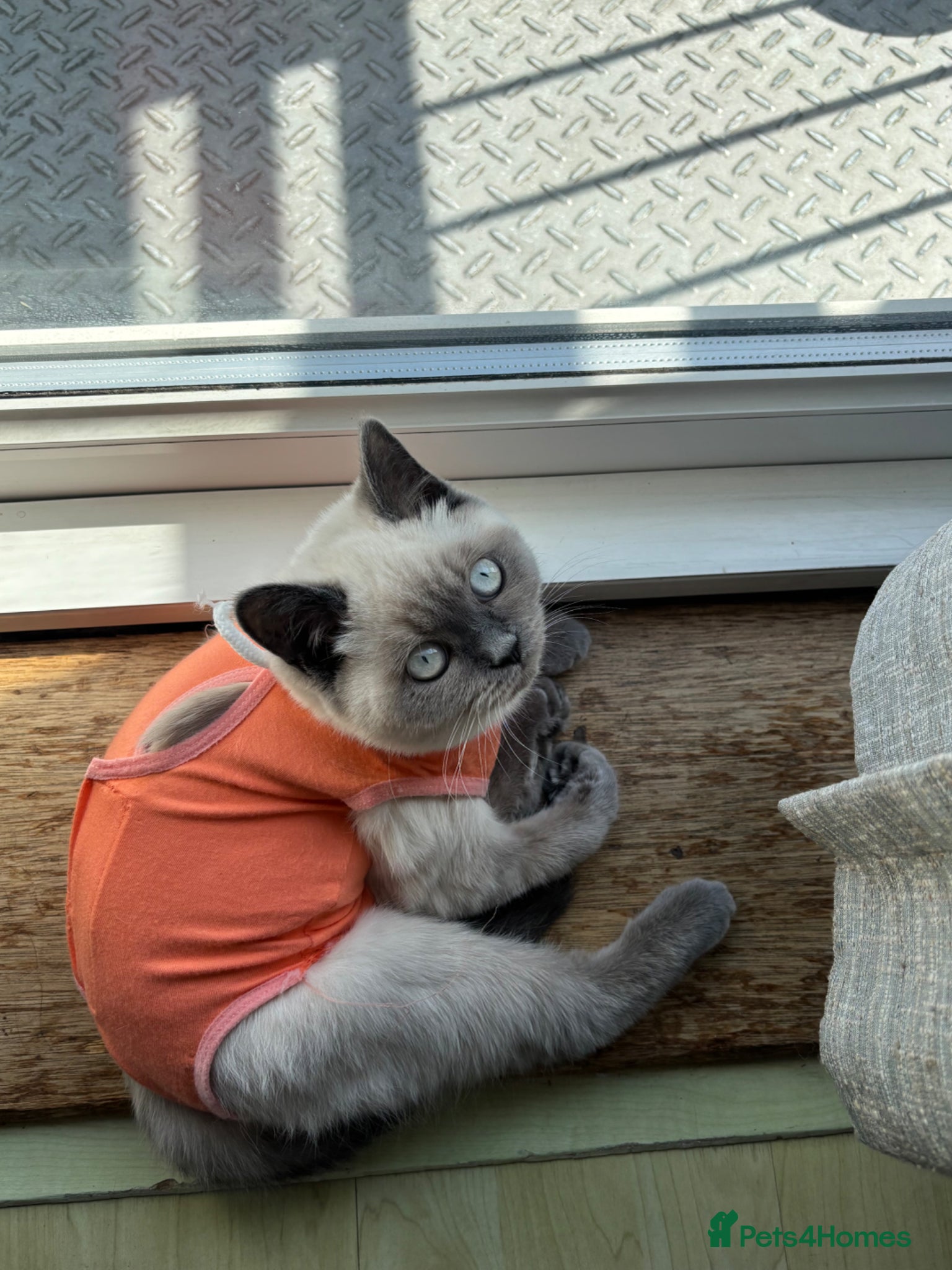 British Shorthair cats Blue point British short hair  - Advert 12