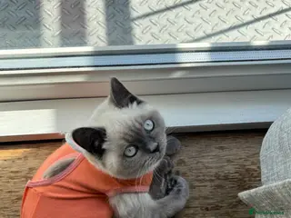 British Shorthair cats Blue point British short hair - Advert 12