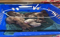 American Bulldog dogs for sale: Bully pups ready to go in 9 weeks - Image 2