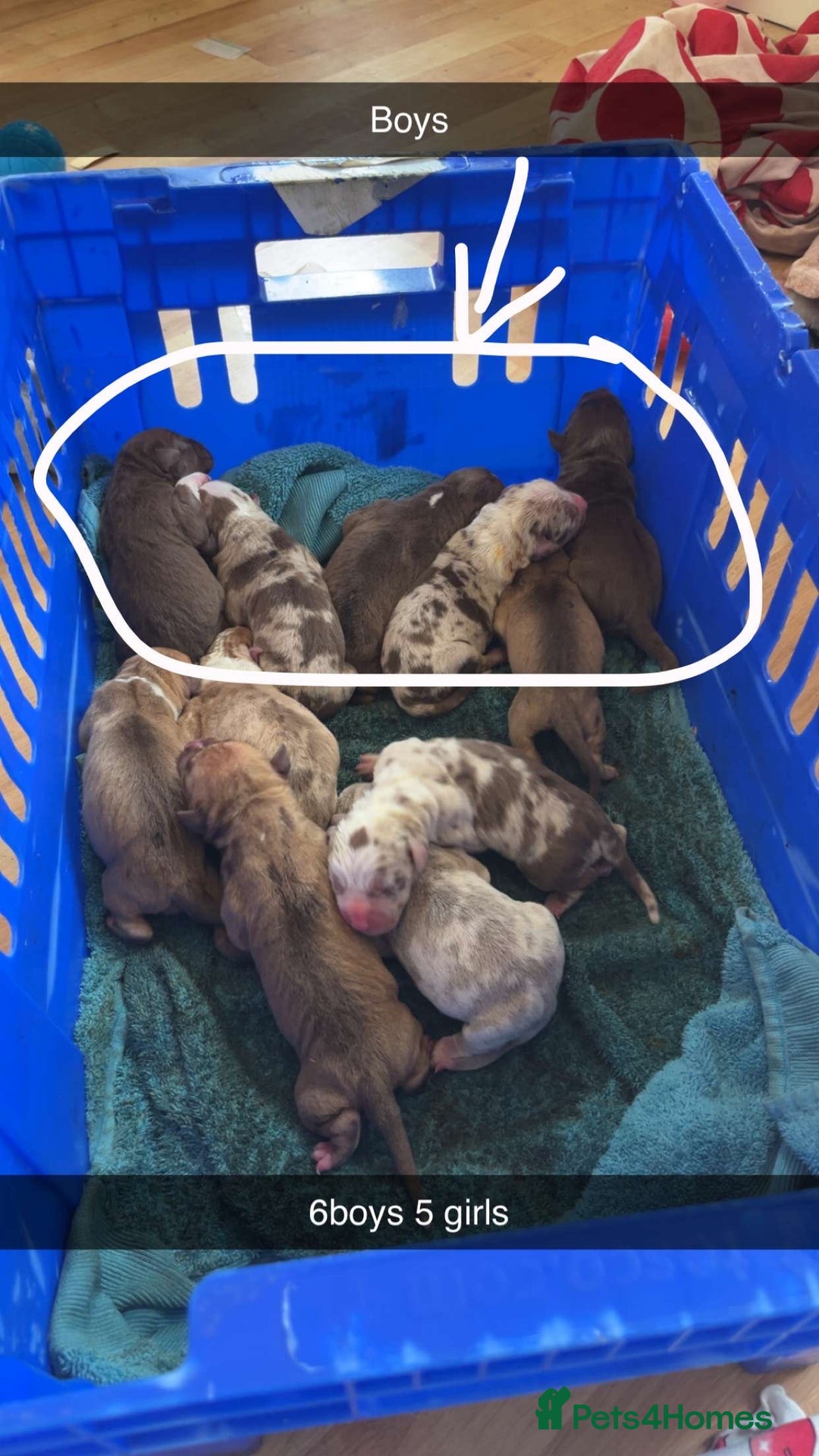 American Bulldog dogs for sale: Bully pups ready to go in 9 weeks - Image 2