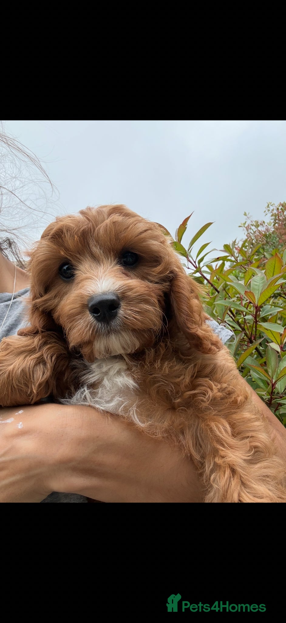 Cavapoo dogs Extensively Health Tested Red Cavapoos - Advert 1