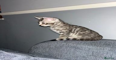 Bengal cats - Advert 10