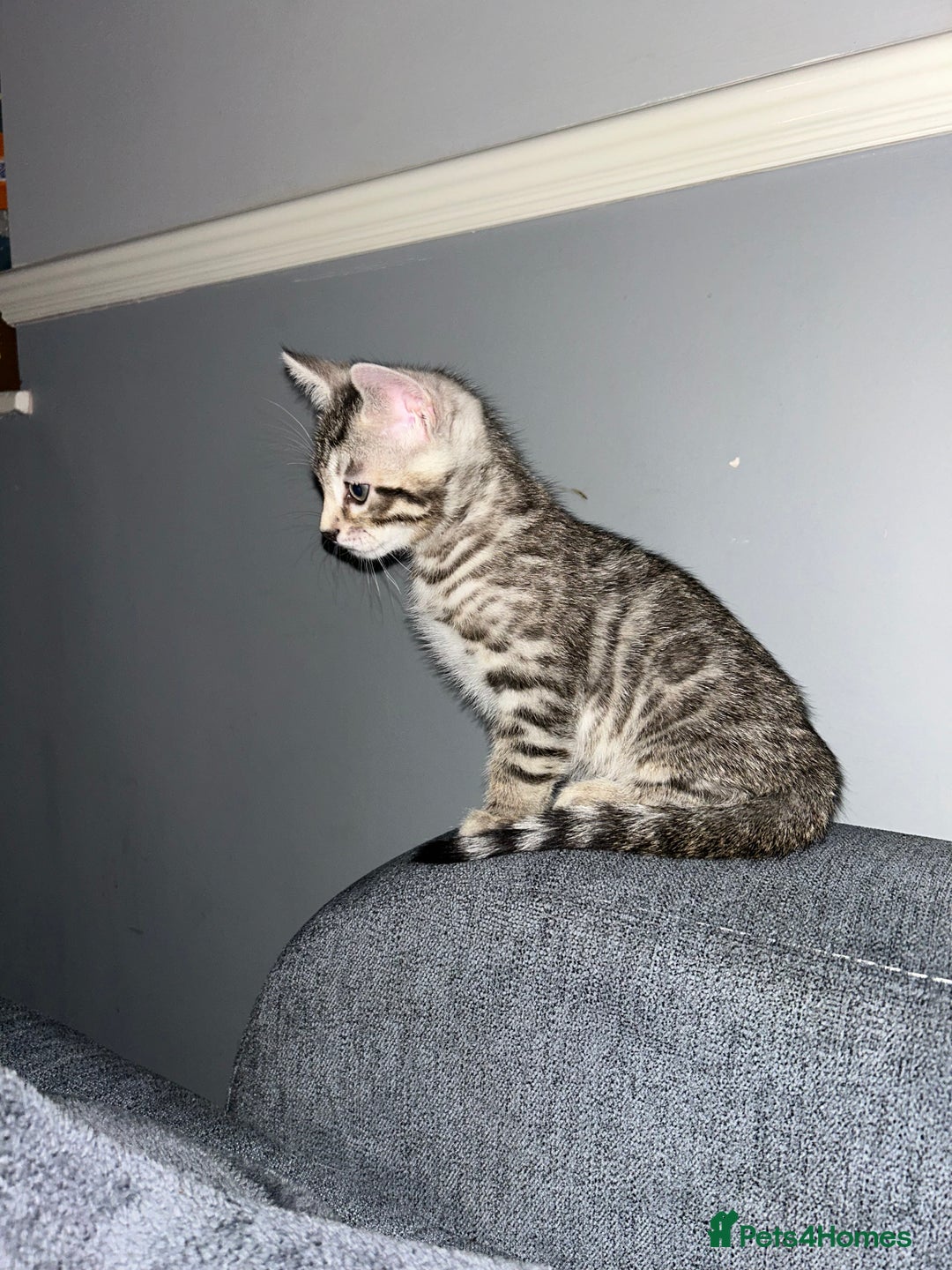 Bengal cats for sale: Bengal Kittens for Sale – Girl & Boy 🐆💛 - Image 3