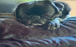 Pug dogs for sale: Beautiful loving Kind Pug. We will travel to you.  - Image 7