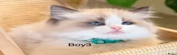 Ragdoll cats for sale: Stunning  European bloodline Ragdoll kittens  - Advert 17