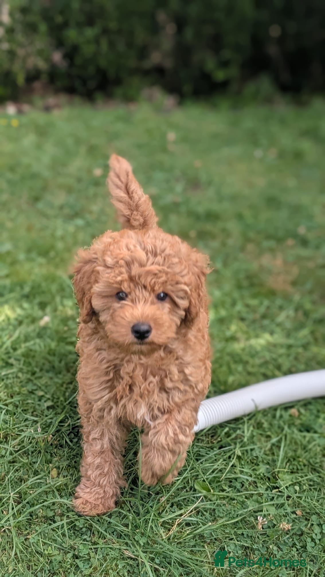 Cavapoo dogs Cavapoo. Super curly 5* Council reg - Advert 1