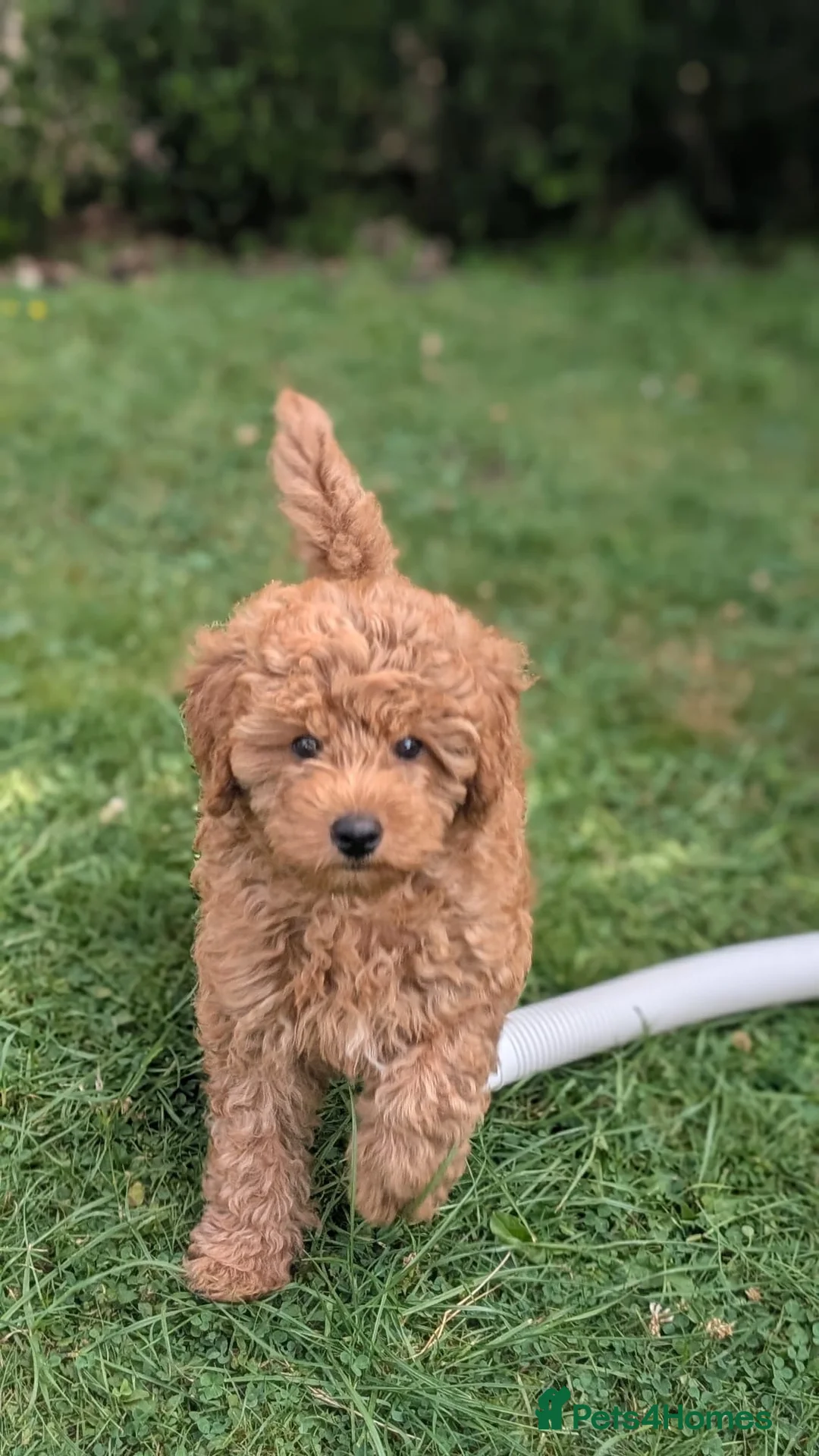 Cavapoo dogs for sale: Cavapoo. Super curly 5* Council reg - Advert 1