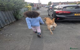 Labradoodle dogs for sale: Meet Eugene the Labra-dude - Image 10