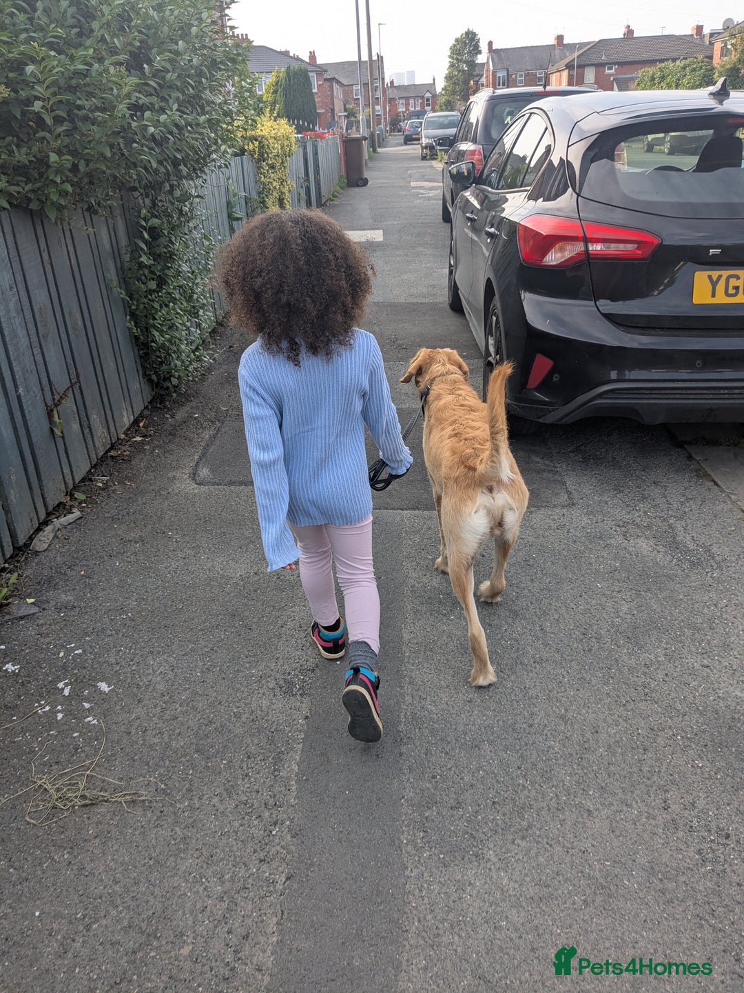 Labradoodle dogs for sale: Meet Eugene the Labra-dude - Image 10