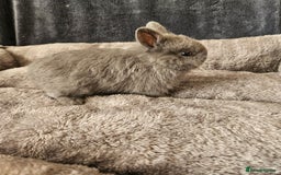 Netherland Dwarf rabbits for sale: Blue and Magpie boys - Advert 5