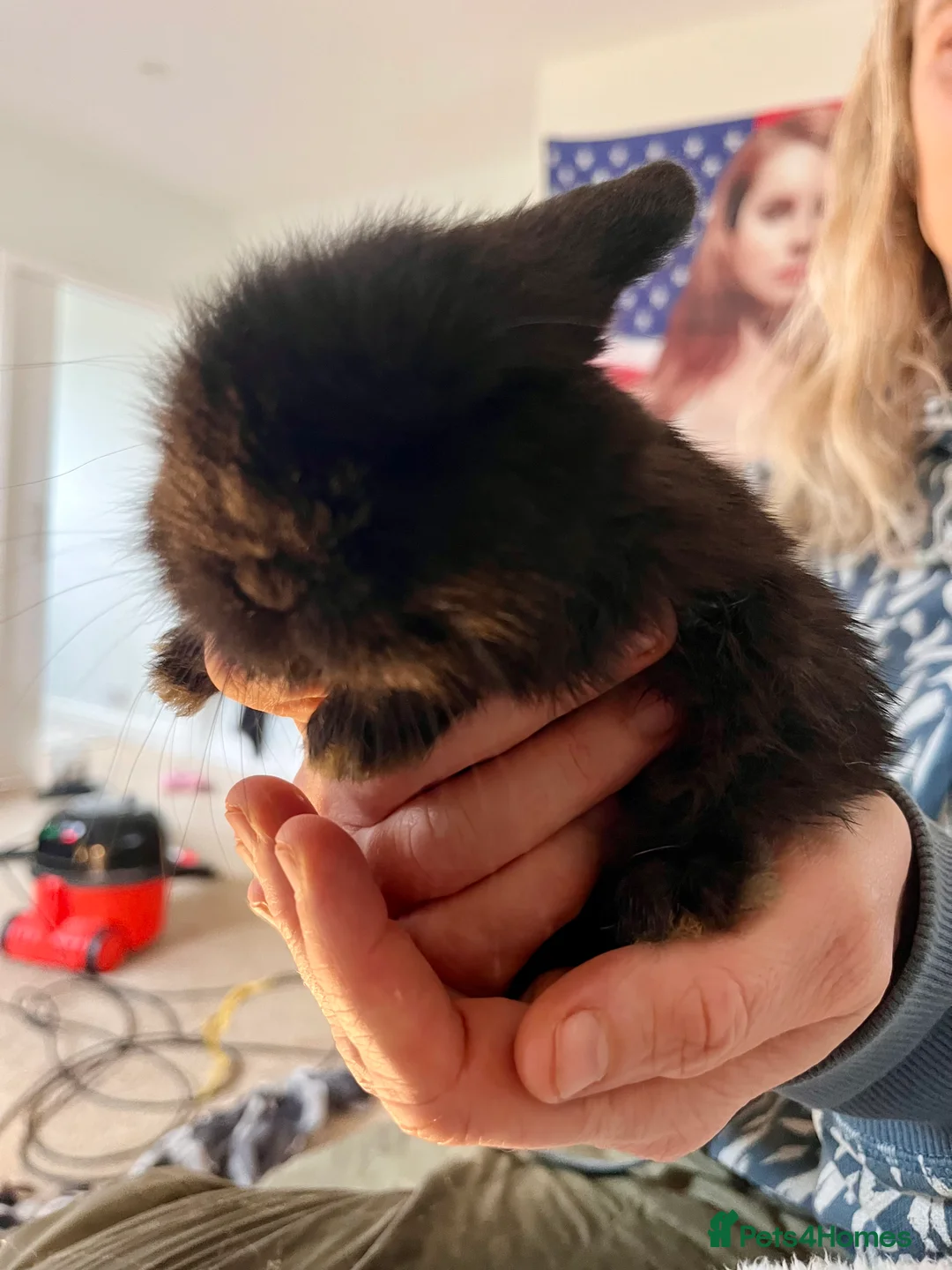 Mini Lop rabbits for sale: Cute mini baby lops for sale  - Advert 3