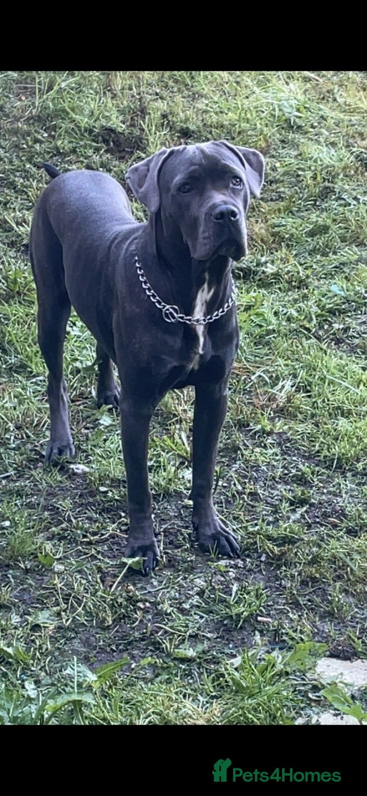 Cane Corso dogs Cane corso - Advert 6