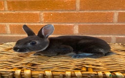 Rex rabbits for sale: Female & male otter/BEW mini rex rabbits  - Image 31