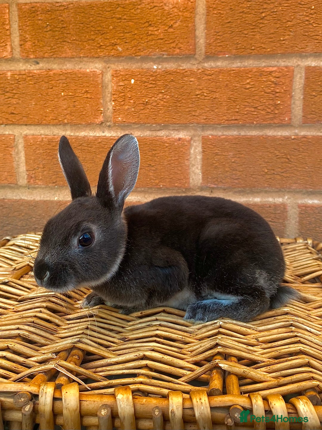 Rex rabbits for sale: Female & male otter/BEW mini rex rabbits  - Image 31