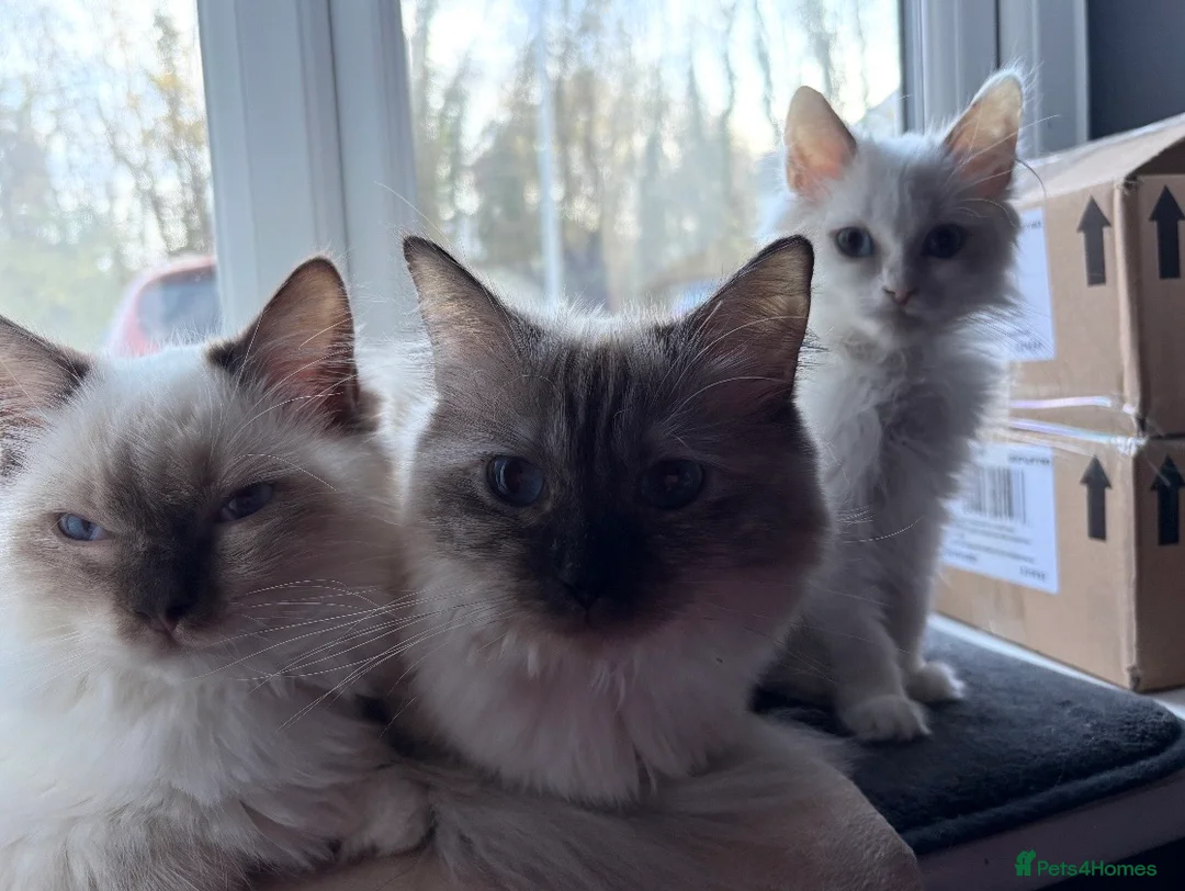 Ragdoll cats for sale: Seal mink bicolour ragdoll  - Advert 2