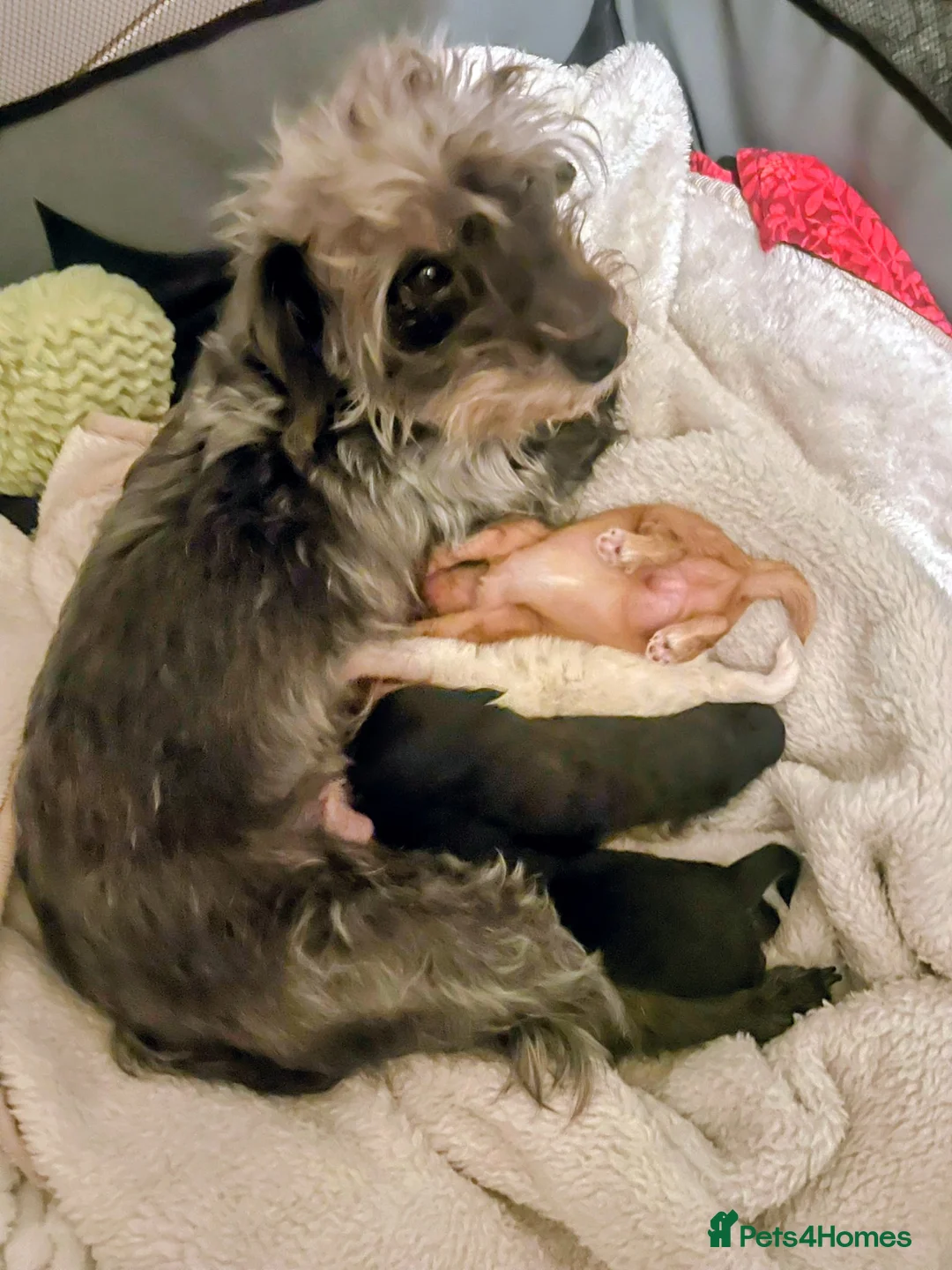 Jackapoo dogs for sale: 🌈 Gorgeous Rainbow Jackapoo Puppies in Newcastle upon Tyne - Advert 16