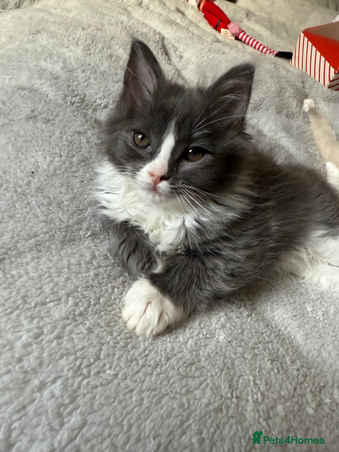 Ragcoon cats for sale: Beautiful Ragdoll x Mainecoon ready to leave   - Advert 3