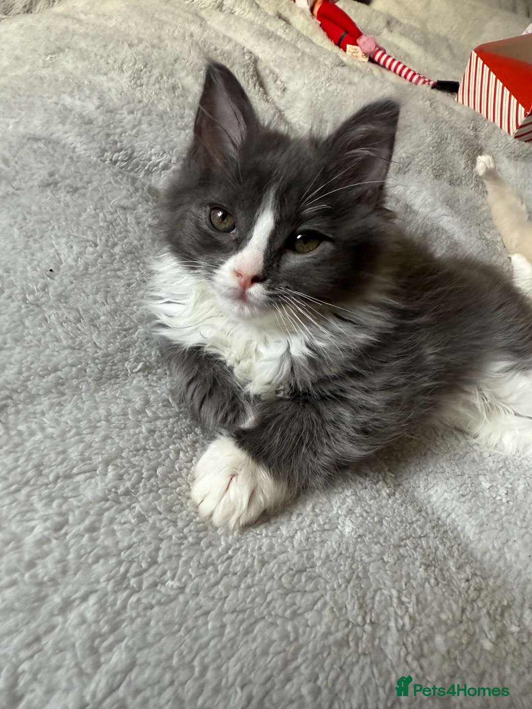 Ragcoon cats for sale:  Ragdoll x Mainecoon 1 female left  - Advert 3