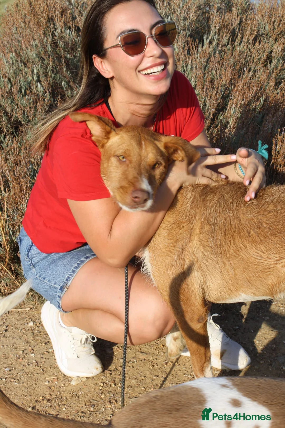 Portuguese Podengo dogs for adoption: 7 YEARS WAITING - FORGOTTEN DOGS - Advert 10