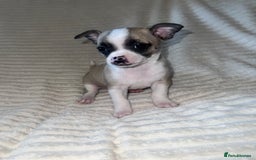 Chihuahua dogs for sale: Chihuahua puppies girls and boys - Image 9