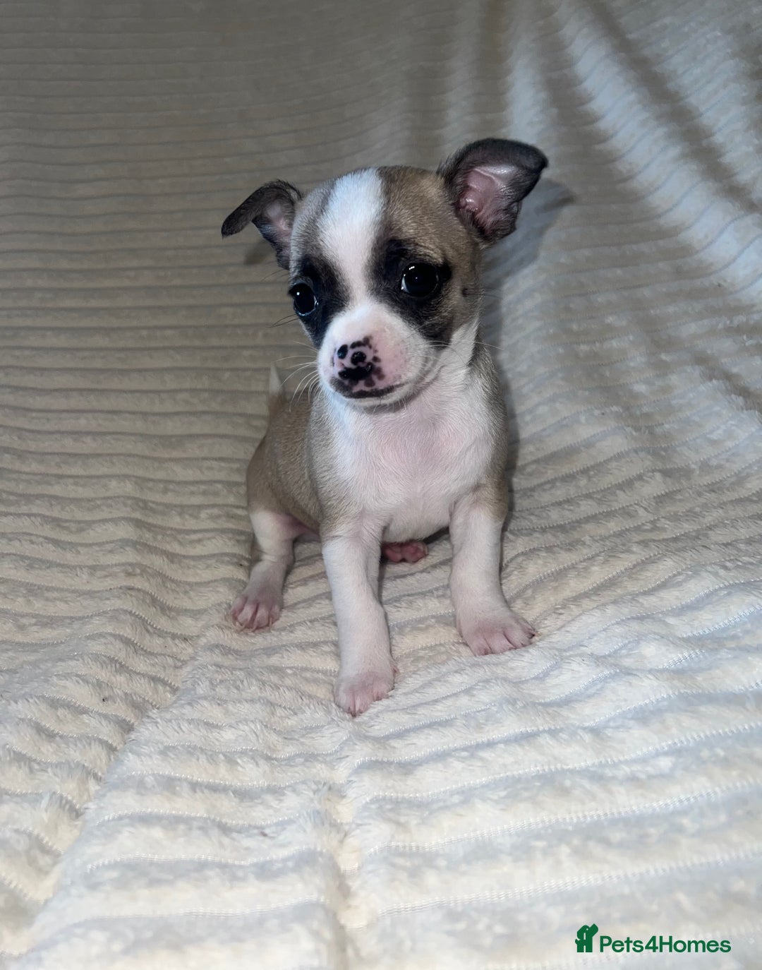 Chihuahua dogs for sale: Chihuahua puppies girls and boys - Image 9