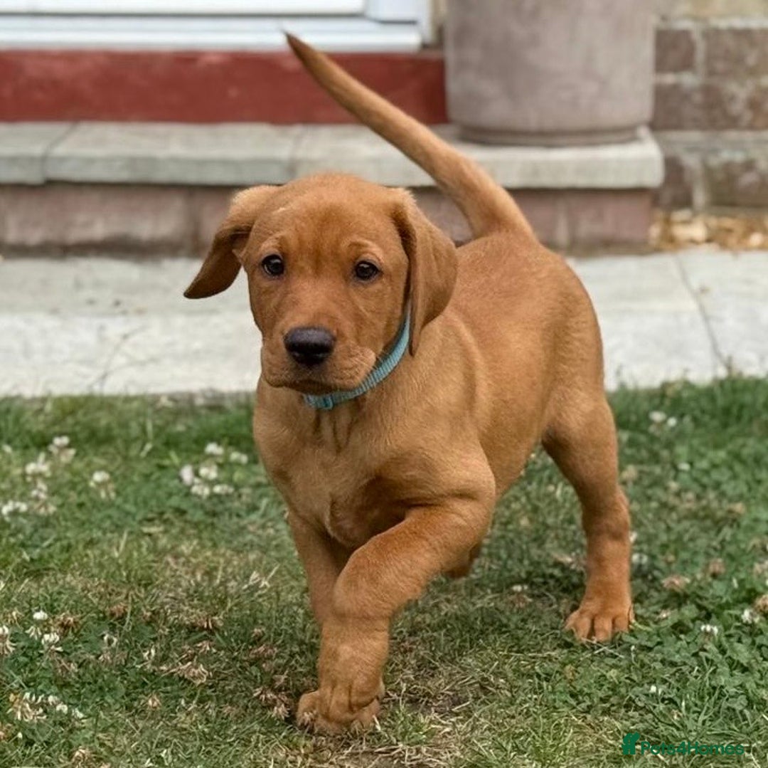 Labrador Retriever dogs for sale: KC REG RED FOX LABRADORS - ONLY 1 MALE LEFT  in Brockenhurst - Image 13