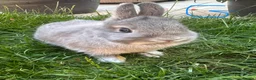 Netherland Dwarf rabbits for sale: Netherland Dwarf Rabbits For Sale - Advert 4