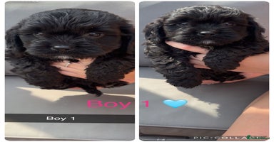 Cockapoo dogs - Advert 15