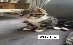 Mixed Breed cats for sale: Mixed breed  - Image 8