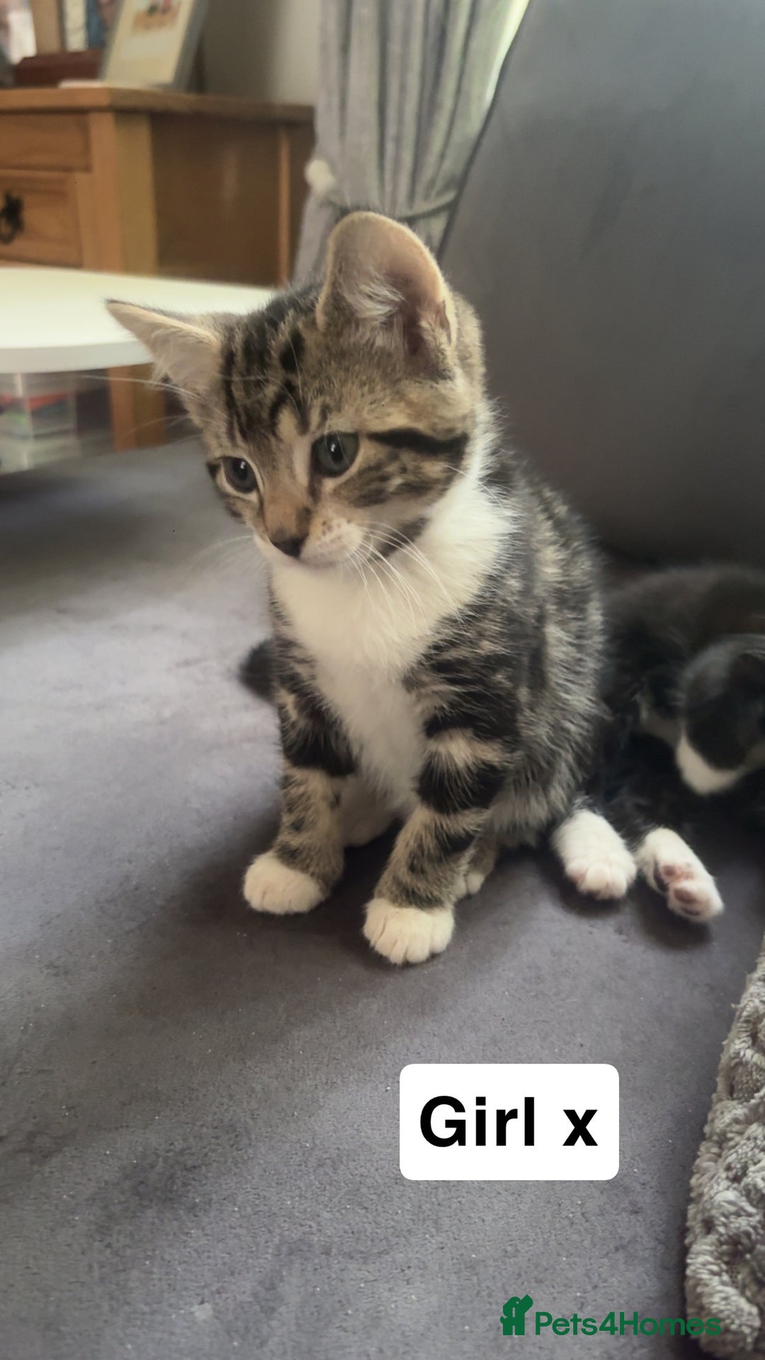 Mixed Breed cats for sale: Mixed breed  - Image 8