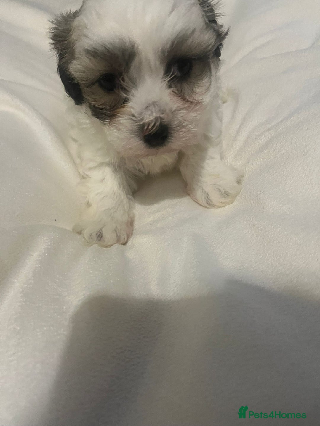 Maltipoo dogs for sale: Maltipoo puppies 💕 - Advert 3