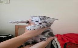 British Shorthair cats for sale: BSH Silver Tabby  - Image 36