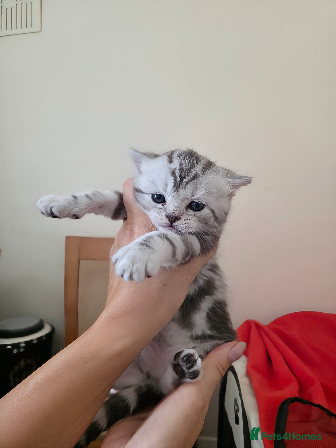 British Shorthair cats for sale: BSH Silver Tabby  - Image 36