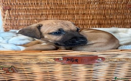 Mixed Breed dogs for sale: Came Corso X Puppies - Image 4