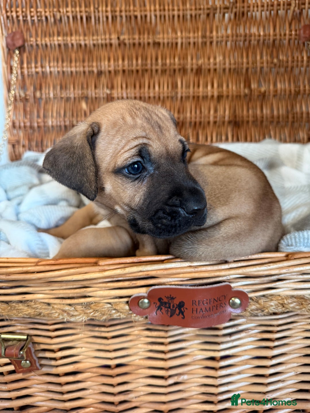 Mixed Breed dogs for sale: Came Corso X Puppies - Image 4