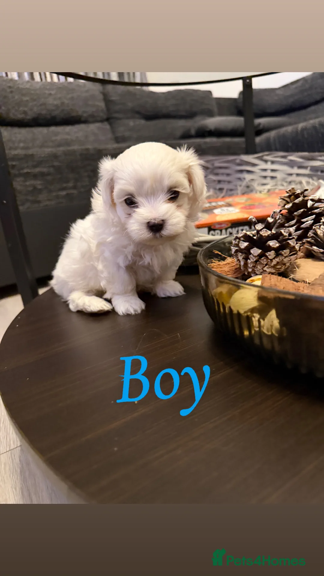 Maltese dogs for sale: Korean maltase puppies for sale  - Advert 5